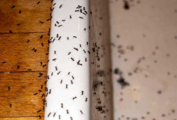 Best Commercial Pest Control Services  in Poplar Grove, IL