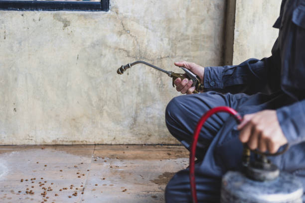 Best Termite Control Services  in Poplar Grove, IL